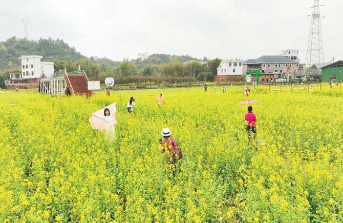 油菜花開(kāi)迎游人