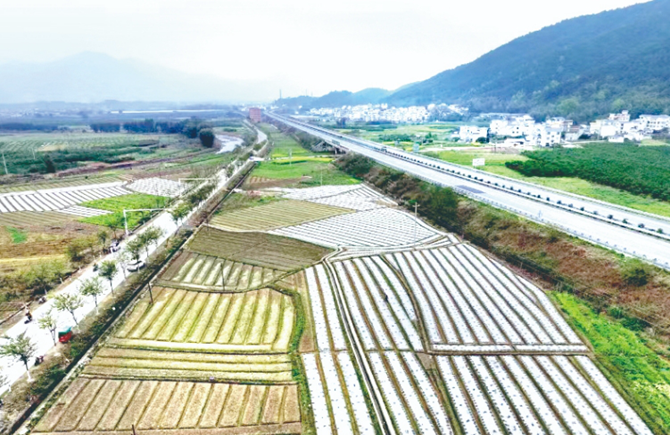 文圩鎮(zhèn)搶種姜芽促“三產”豐收