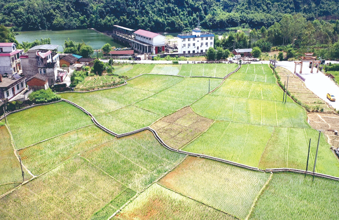 夏種搶農時