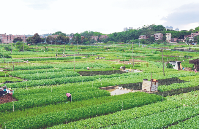 搶農(nóng)時(shí)種蔬菜