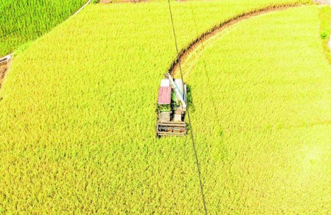 顆粒歸倉(cāng)